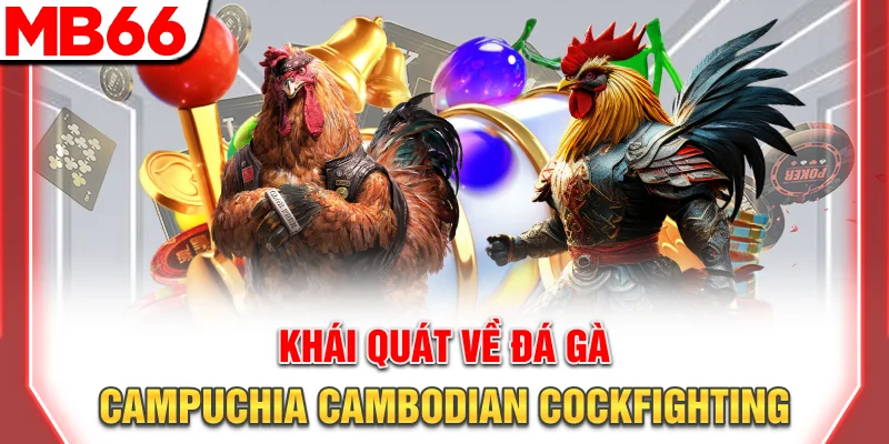 Đá Gà Campuchia - Hướng Dẫn Tham Gia Chuyên Nghiệp 7 Khái quát về đá gà Campuchia (Cambodian cockfighting)
