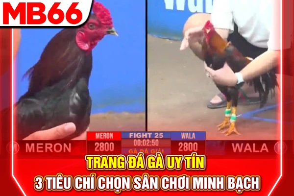 Trang Đá Gà Uy Tín - 3 Tiêu Chí Chọn Sân Chơi Minh Bạch 