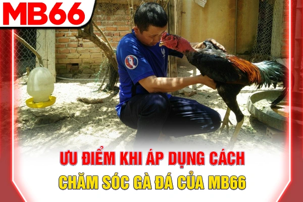 Ưu điểm khi áp dụng cách chăm sóc gà đá của MB66